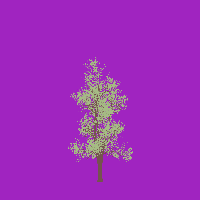 greenshift tree