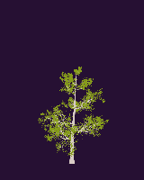 greenshift tree