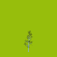 greenshift tree