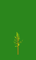 greenshift tree
