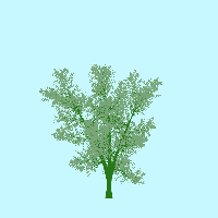 greenshift tree