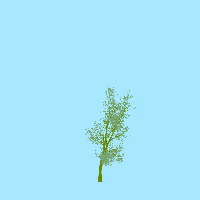greenshift tree