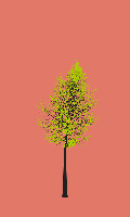 greenshift tree