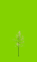 greenshift tree