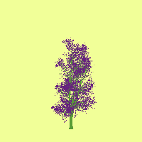 greenshift tree