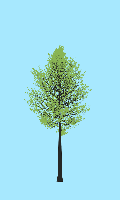 greenshift tree