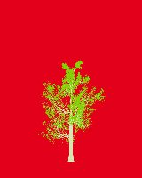 greenshift tree