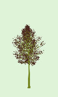 greenshift tree