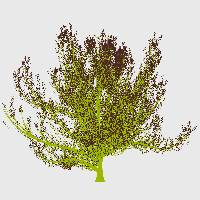 greenshift tree
