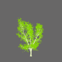 greenshift tree