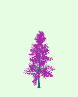 greenshift tree