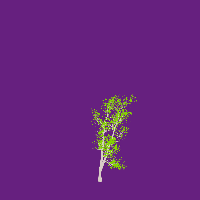 greenshift tree