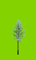 greenshift tree