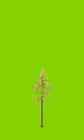 greenshift tree