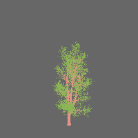 greenshift tree