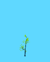 greenshift tree