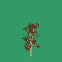 greenshift tree