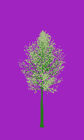 greenshift tree