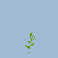 greenshift tree