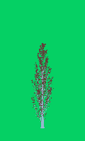 greenshift tree