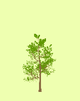 greenshift tree