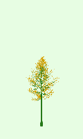 greenshift tree