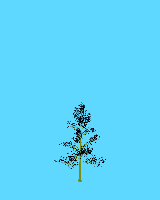 greenshift tree