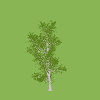 greenshift tree