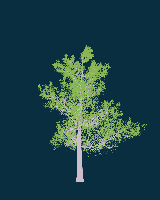 greenshift tree