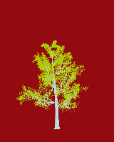 greenshift tree