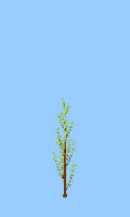 greenshift tree