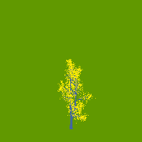 greenshift tree