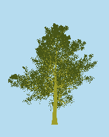 greenshift tree