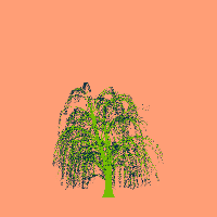 greenshift tree