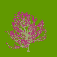 greenshift tree