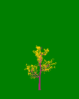 greenshift tree
