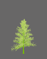 greenshift tree