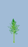 greenshift tree