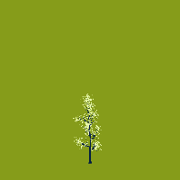 greenshift tree