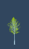 greenshift tree