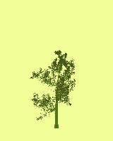greenshift tree
