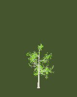 greenshift tree