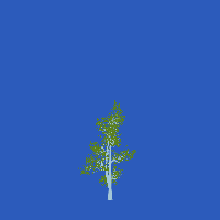 greenshift tree