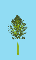 greenshift tree