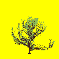 greenshift tree