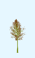 greenshift tree
