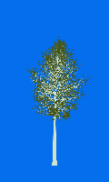 greenshift tree