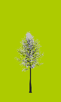 greenshift tree