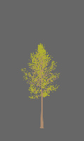 greenshift tree