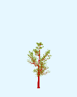 greenshift tree